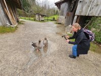 : auch Gänse werden aufgenommen. Foto: Richard Šulko