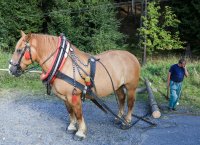 Pferd ist in den Beskiden ein wichtiger Helfer bei den Waldarbeiten. Bild: Richard Šulko