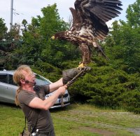 Kampf mit dem Seeadler