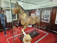 : Das Pferd des Albrecht von Wallenstein im Egerer Museum. Foto: Richard Šulko